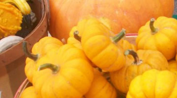 pumpkins